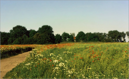 Feldweg vor der Tür